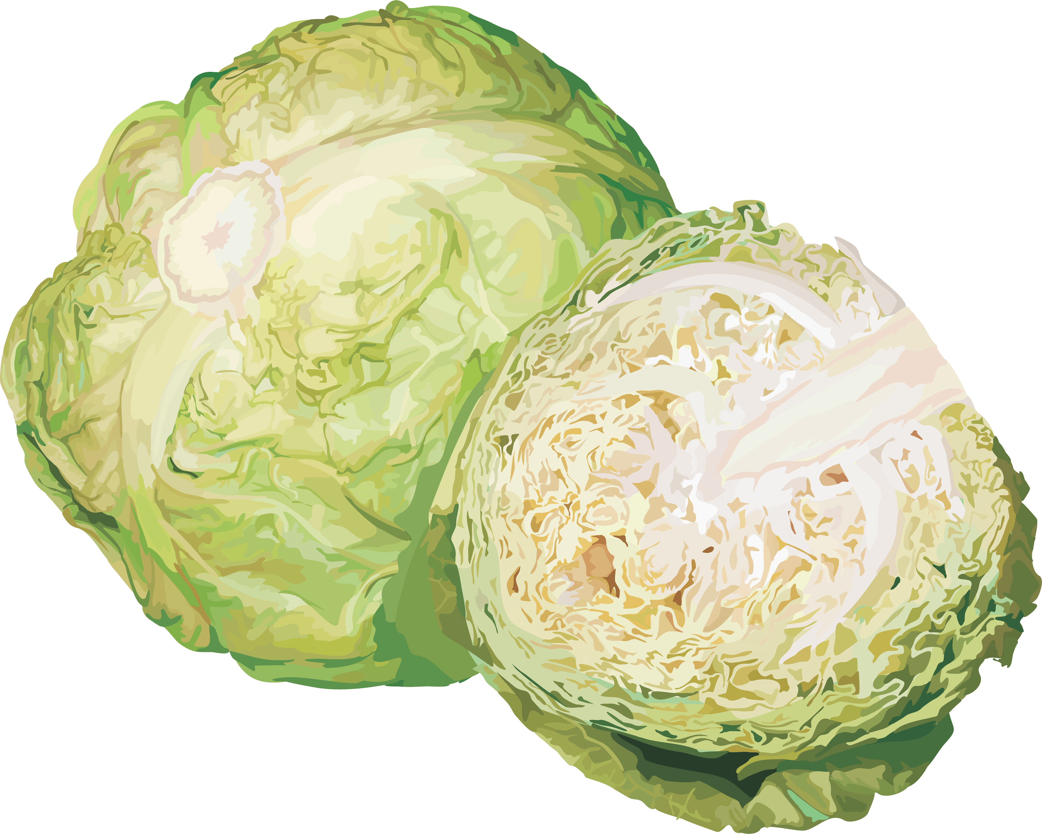 Similar Cabbage Png Image - Cauliflower, Transparent background PNG HD thumbnail