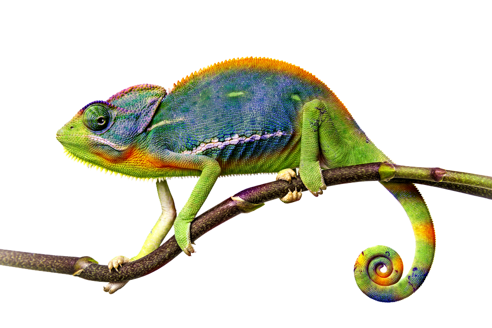 Chameleon Png File - Chameleon, Transparent background PNG HD thumbnail