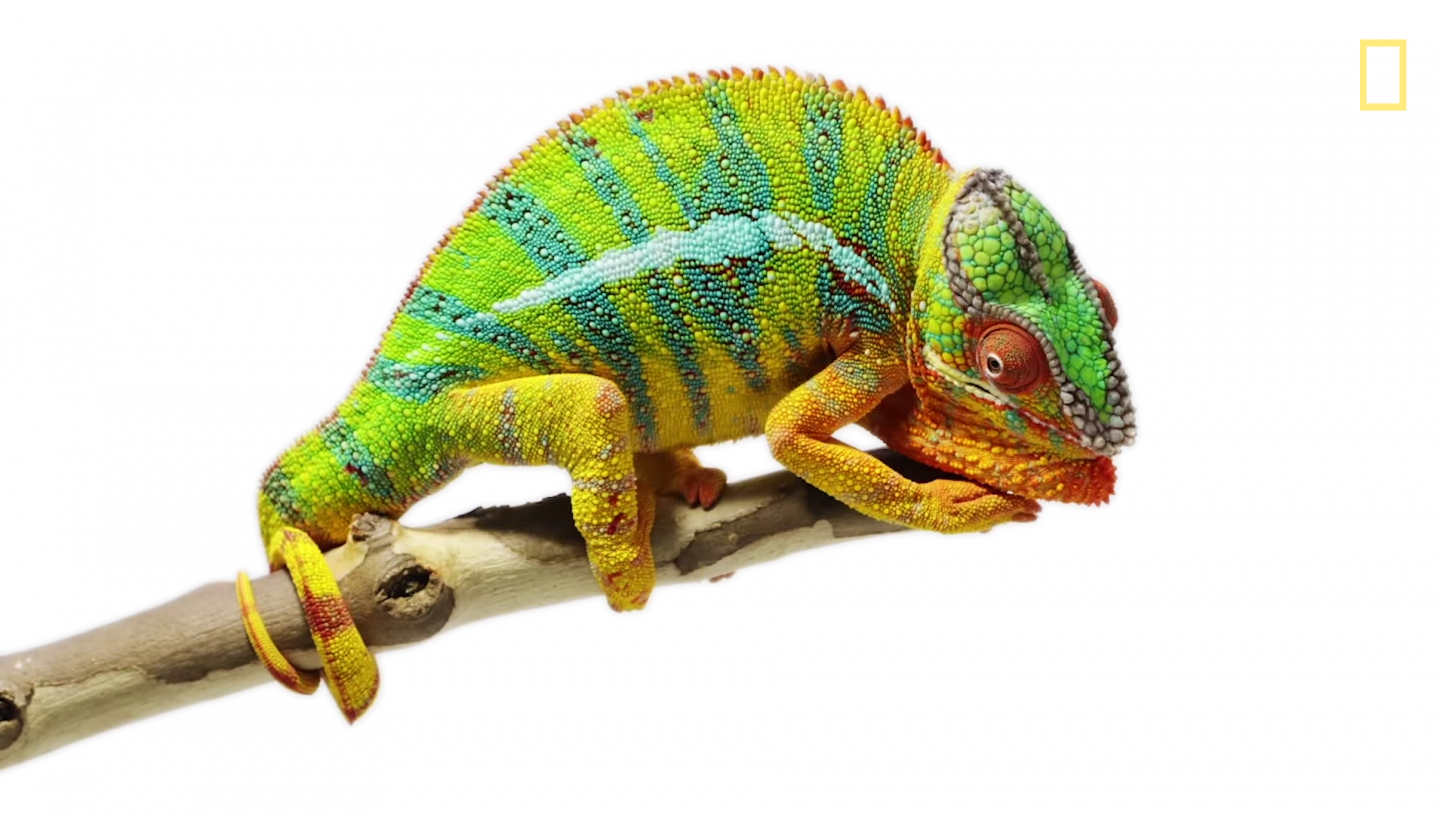 Canvas Chameleons   National Geographic   Bolt.png Pluspng Pluspng.com   Chameleon Png - Chameleon, Transparent background PNG HD thumbnail