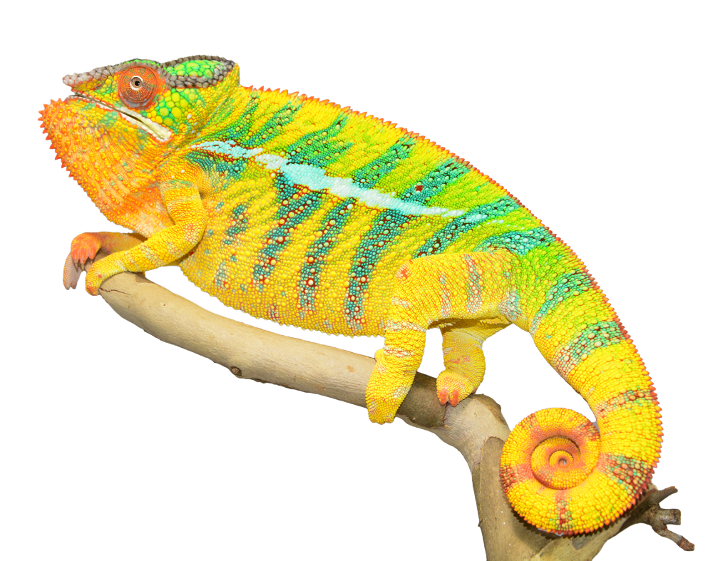 Chameleon Png Photos - Chameleon, Transparent background PNG HD thumbnail