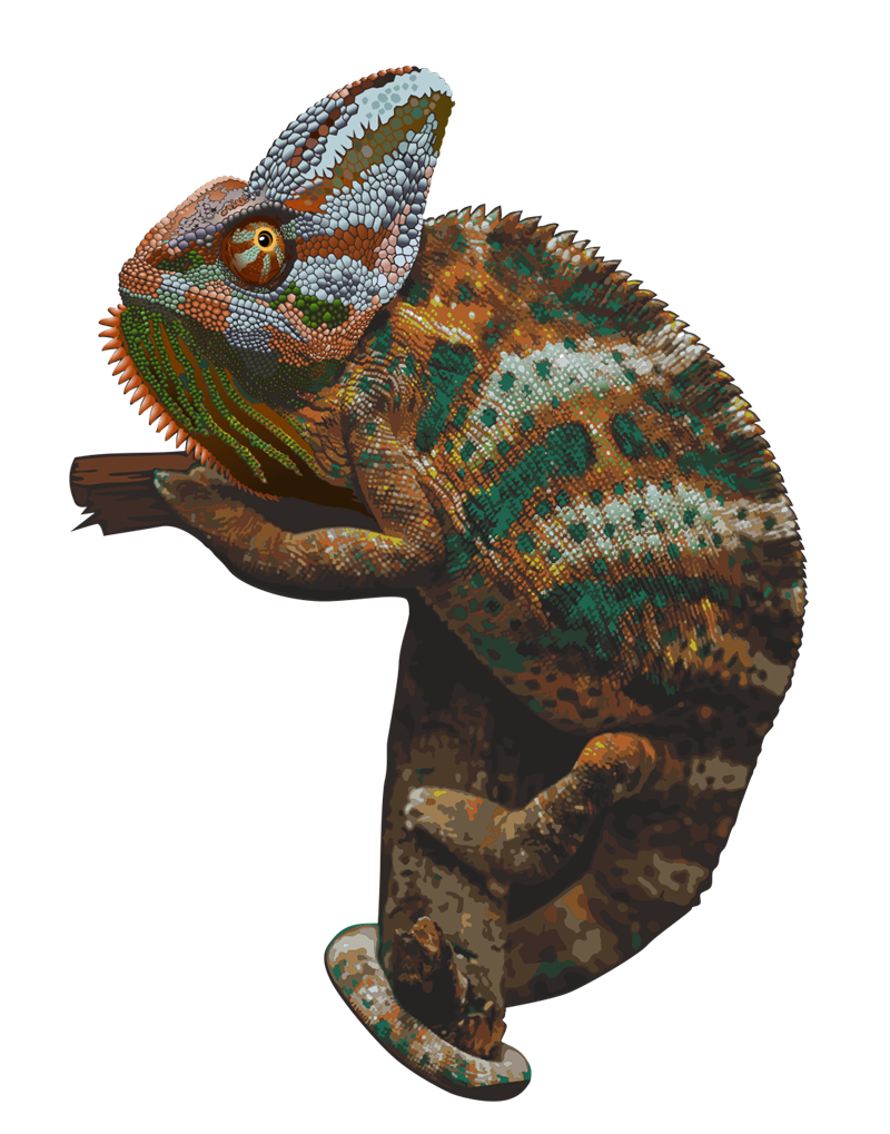 Chameleon Png Picture - Chameleon, Transparent background PNG HD thumbnail