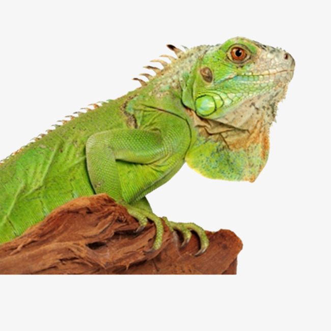Hd Chameleon Image Free Png And Psd - Chameleon, Transparent background PNG HD thumbnail