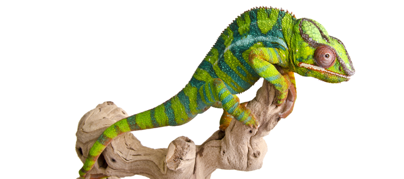 Last Month I Wrote About The American Anole, Often Falsely Called The American Chameleon. - Chameleon, Transparent background PNG HD thumbnail