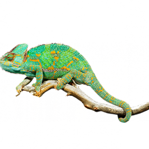 Information - Chameleon, Transparent background PNG HD thumbnail