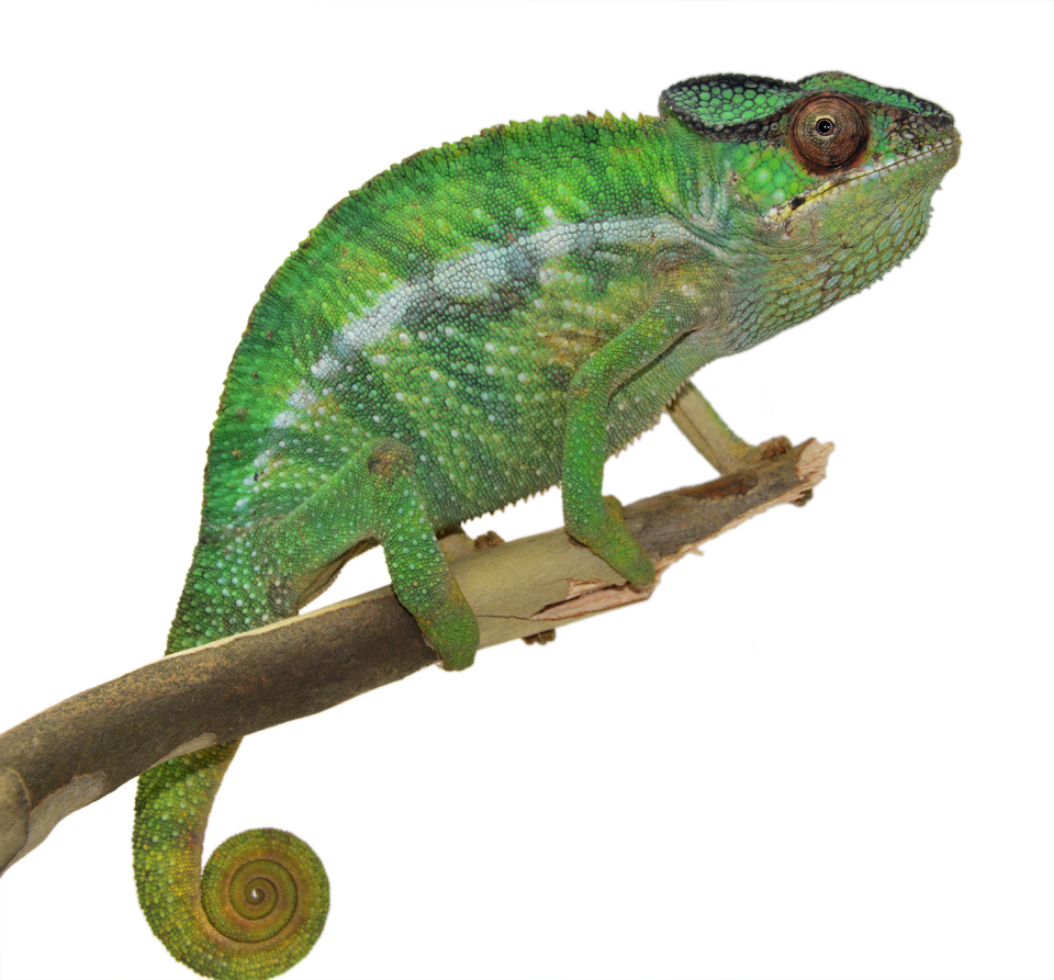Nosy Mitsio   Canvas Chameleons   Wild Caught (1).png Hdpng.com  - Chameleon, Transparent background PNG HD thumbnail