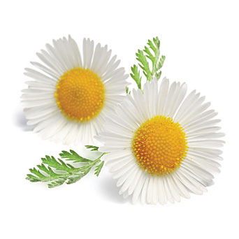 Chamomile Hd Png Hdpng.com 342 - Chamomile, Transparent background PNG HD thumbnail