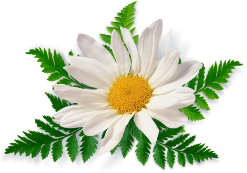 Camomile Free Download Png Png Image - Chamomile, Transparent background PNG HD thumbnail