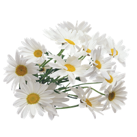 Camomile Png Image Png Image - Chamomile, Transparent background PNG HD thumbnail