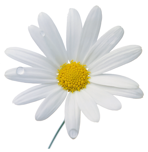 pin Camomile clipart png form