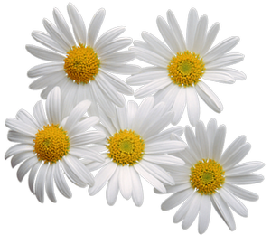 Pin Camomile Clipart Png Format #1 - Chamomile, Transparent background PNG HD thumbnail