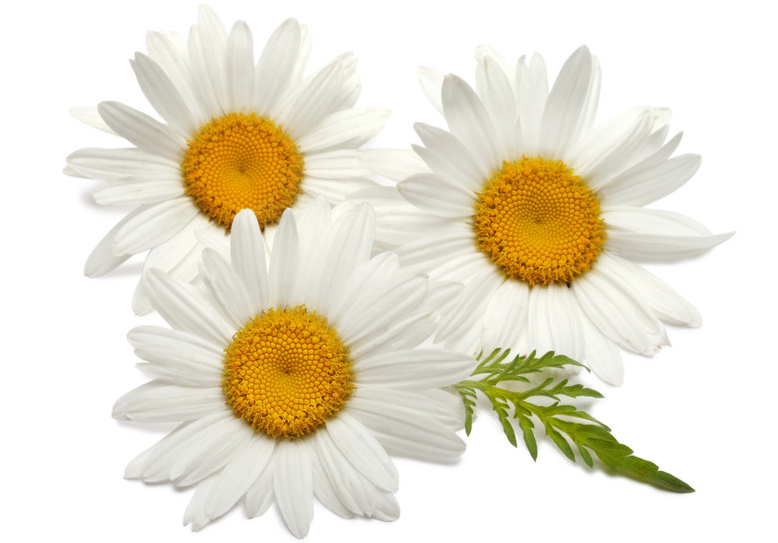 Chamomile.png PlusPng.com 