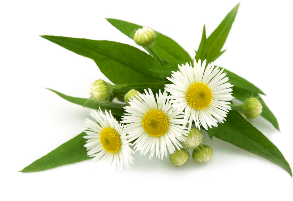 Top 18 Free Camomile Flower Png Transparent Images - Chamomile, Transparent background PNG HD thumbnail