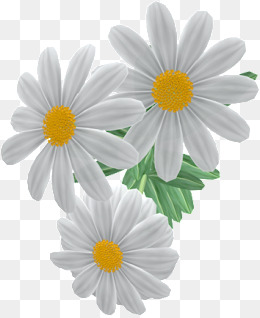 White Chamomile, Chrysanthemum, Flowers, Flowers Png Image - Chamomile, Transparent background PNG HD thumbnail