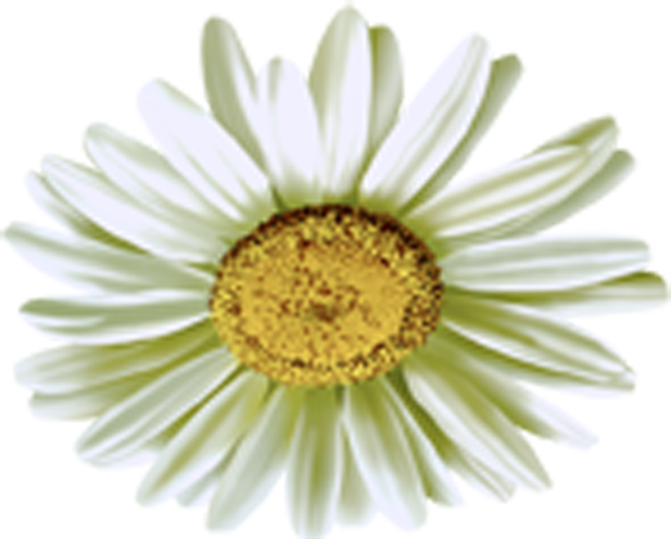 Camomile Flower Png - Chamomile, Transparent background PNG HD thumbnail