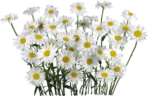Camomile Png Image, Free Flower Picture - Chamomile, Transparent background PNG HD thumbnail