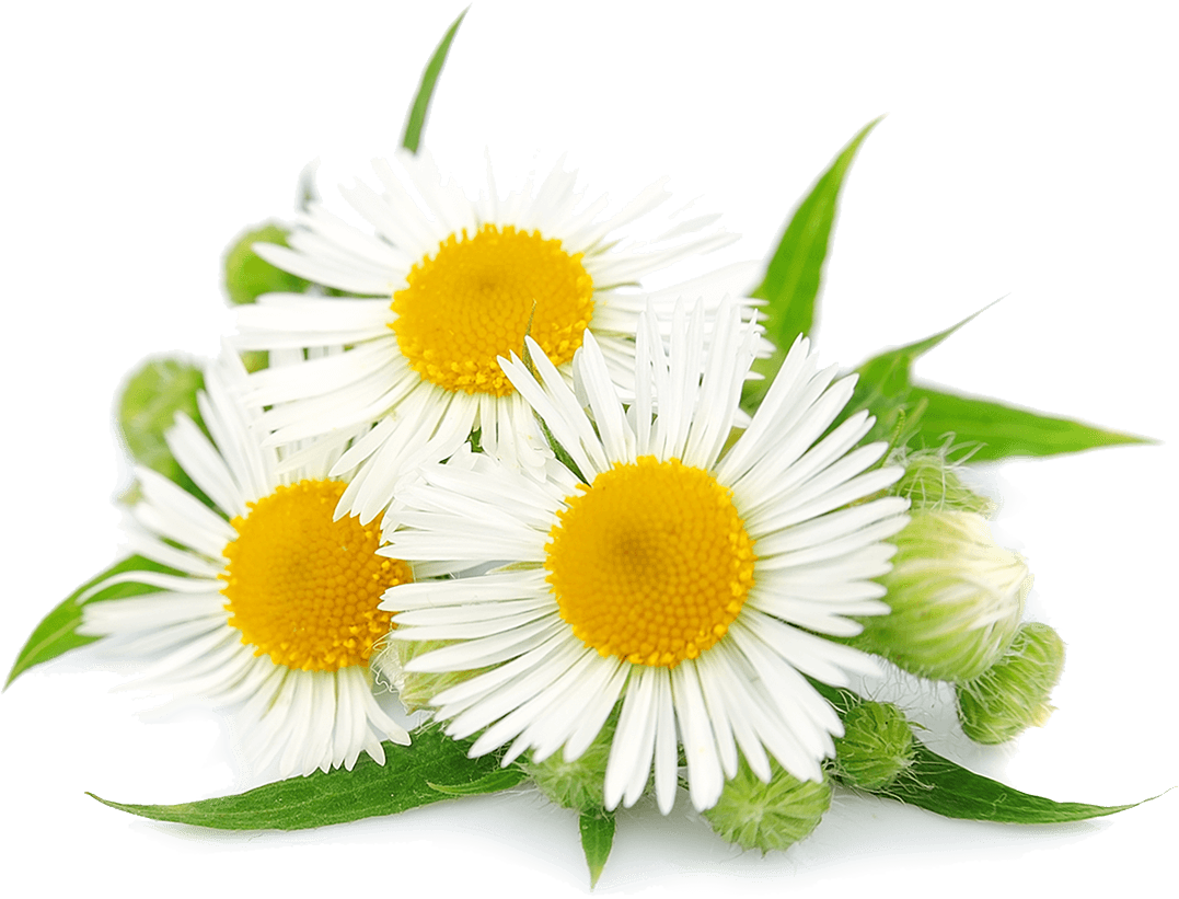 Chamomile Flowers - Chamomile, Transparent background PNG HD thumbnail