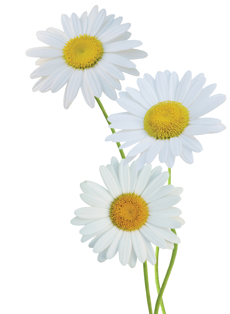 Some Key Ingredients - Chamomile, Transparent background PNG HD thumbnail
