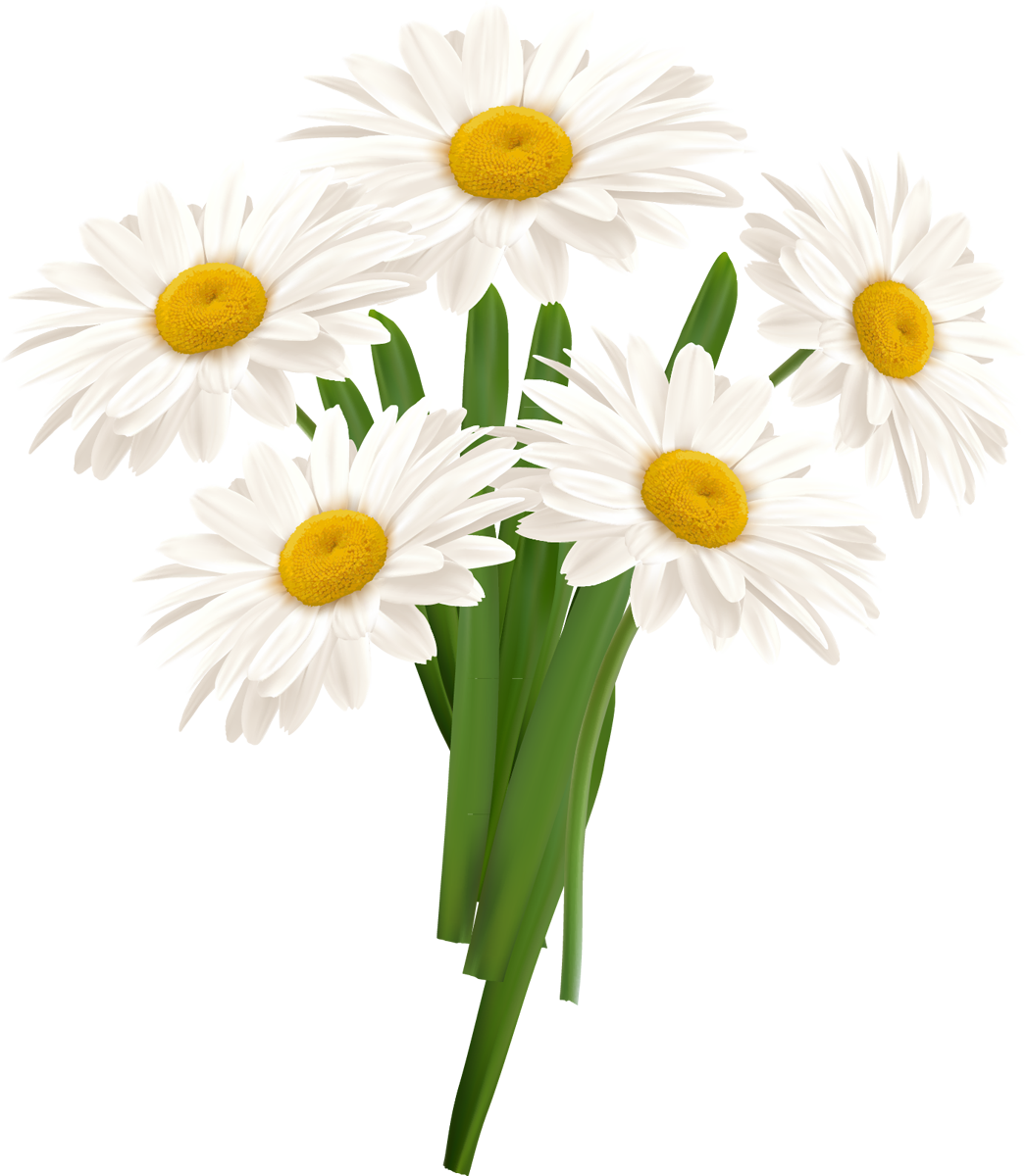 White Camomile Png - Chamomile, Transparent background PNG HD thumbnail