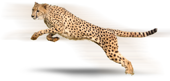 Cheetah High Quality Png Png Image - Cheetah, Transparent background PNG HD thumbnail