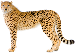 Cheetah Picture Png Image - Cheetah, Transparent background PNG HD thumbnail