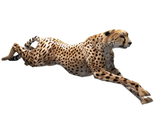 Cheetah High-Quality Png PNG 