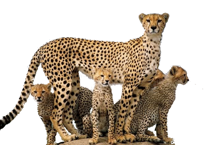 Cheetah Picture PNG Image
