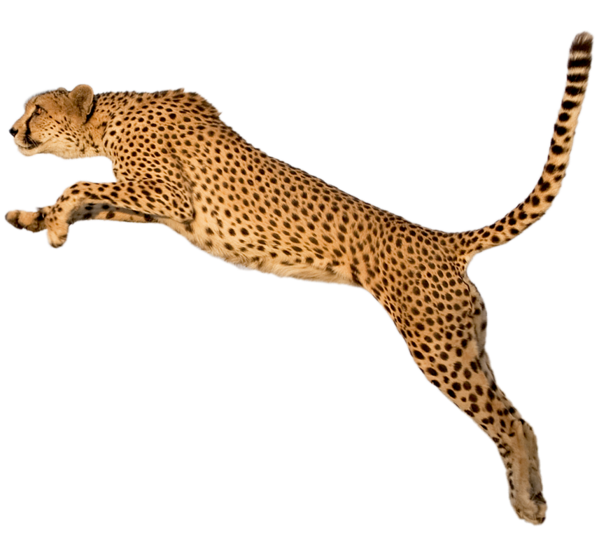 Cheetah PNG Transparent Image