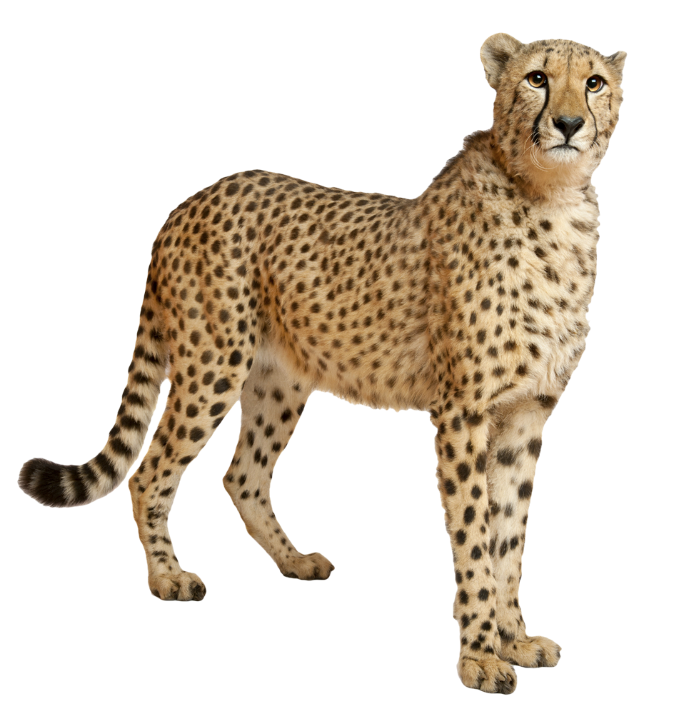 Cheetah Picture PNG Image