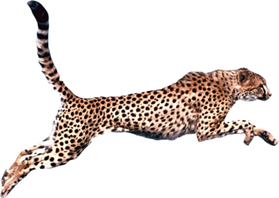 Cheetah Png Pic - Cheetah, Transparent background PNG HD thumbnail