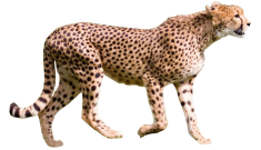 Hdpng - Cheetah, Transparent background PNG HD thumbnail