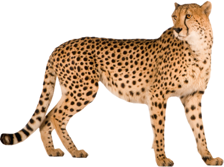 Cheetah Png - Cheetah, Transparent background PNG HD thumbnail