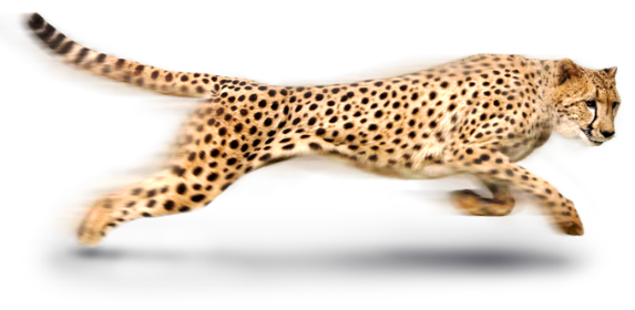 Cheetah Png - Cheetah, Transparent background PNG HD thumbnail
