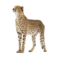 Cheetah Png Clipart Png Image - Cheetah, Transparent background PNG HD thumbnail