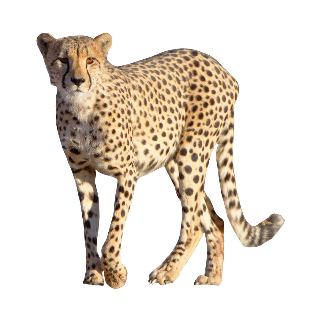 Cheetah Png Image - Cheetah, Transparent background PNG HD thumbnail