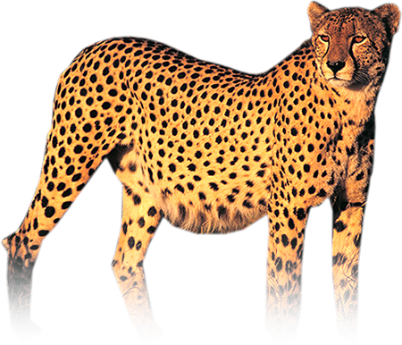 Cheetah Png Photo - Cheetah, Transparent background PNG HD thumbnail