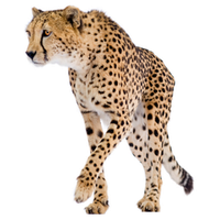 Cheetah Png Png Image - Cheetah, Transparent background PNG HD thumbnail