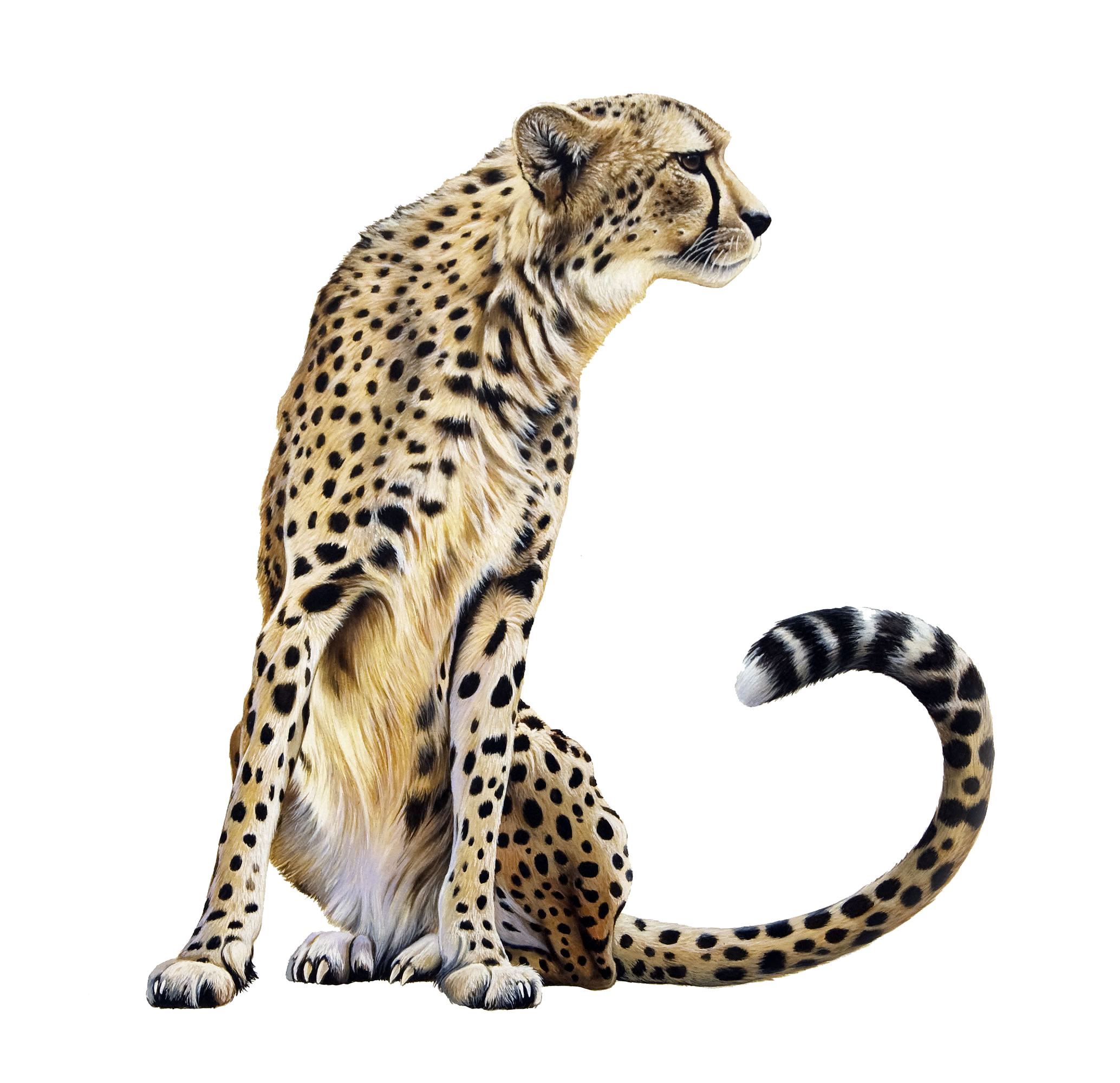 Cheetah Png Transparent - Cheetah, Transparent background PNG HD thumbnail