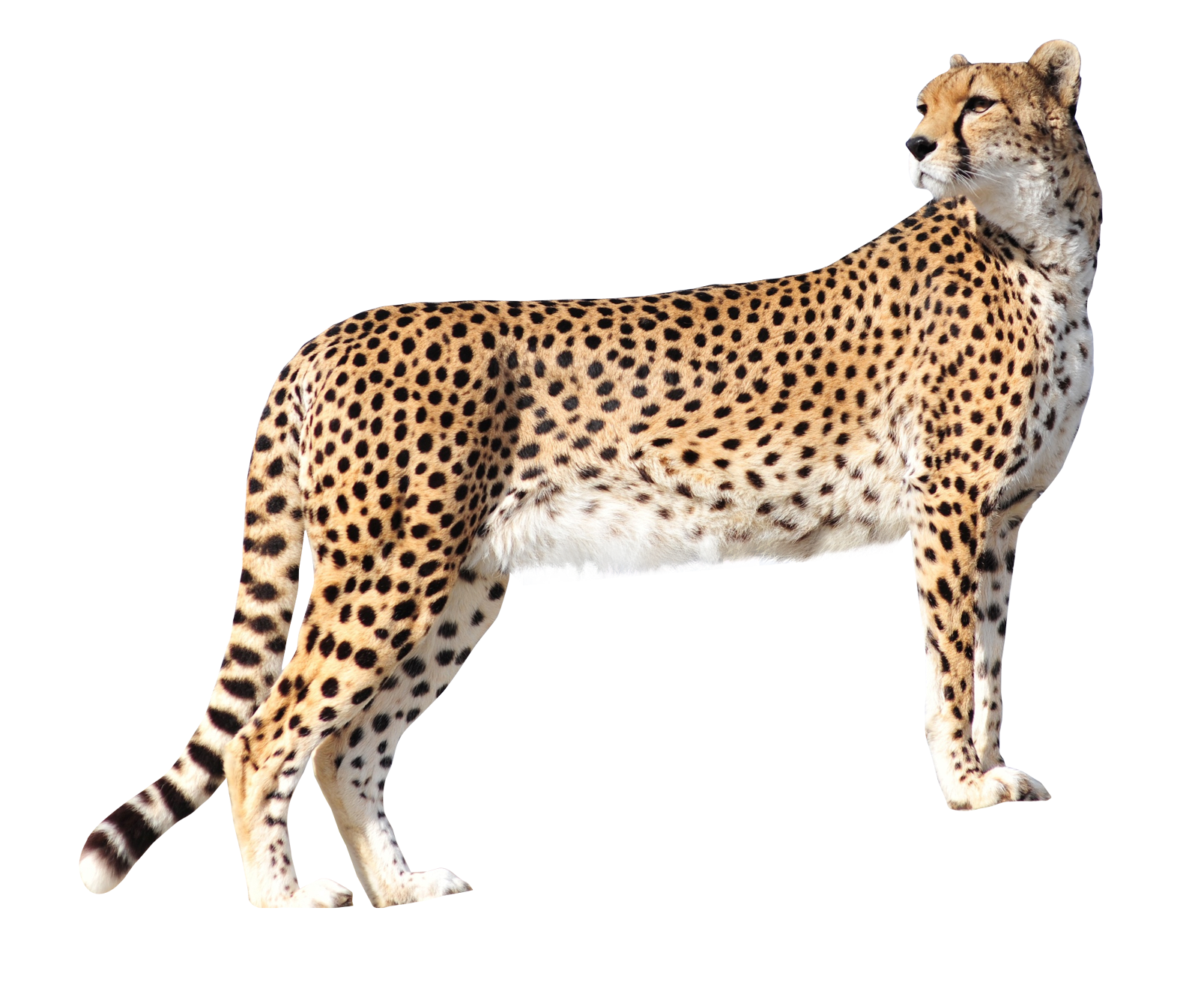 Cheetah Png Transparent Image - Cheetah, Transparent background PNG HD thumbnail