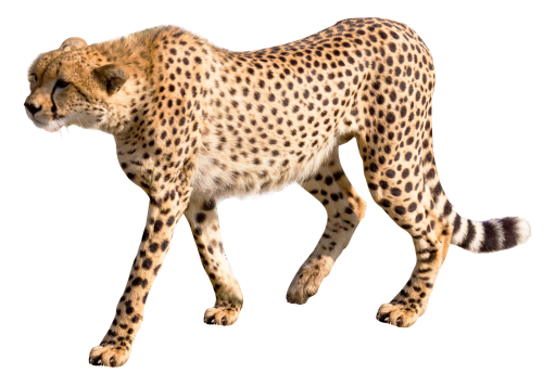 Cheetah Png Transparent Image - Cheetah, Transparent background PNG HD thumbnail