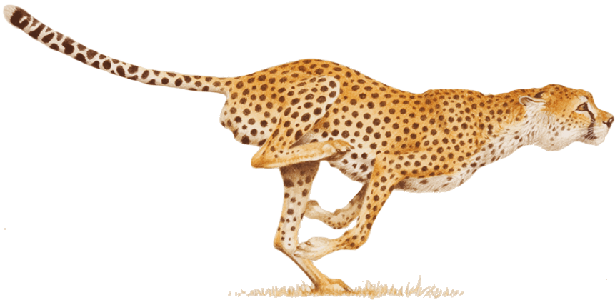 Cheetah Transparent Png Image - Cheetah, Transparent background PNG HD thumbnail