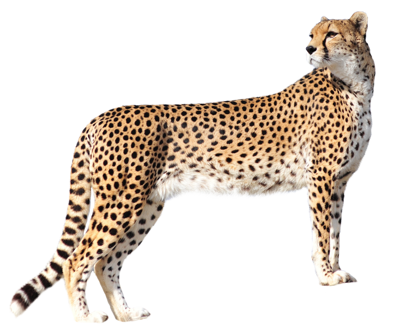 Cheetah Png Transparent Image - Leopard, Transparent background PNG HD thumbnail