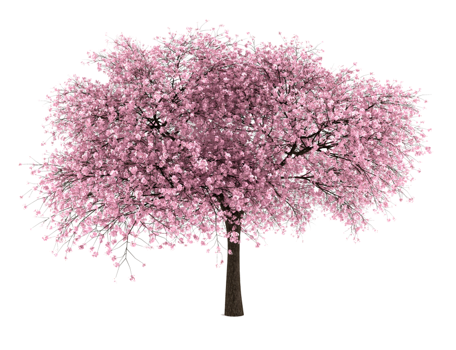 20 Free Tree Png Images   Cherry Blossom - Cherry Blossom, Transparent background PNG HD thumbnail