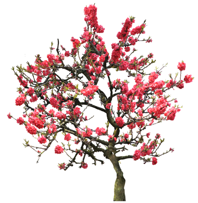 Cherry Blossom Tree Branch TE