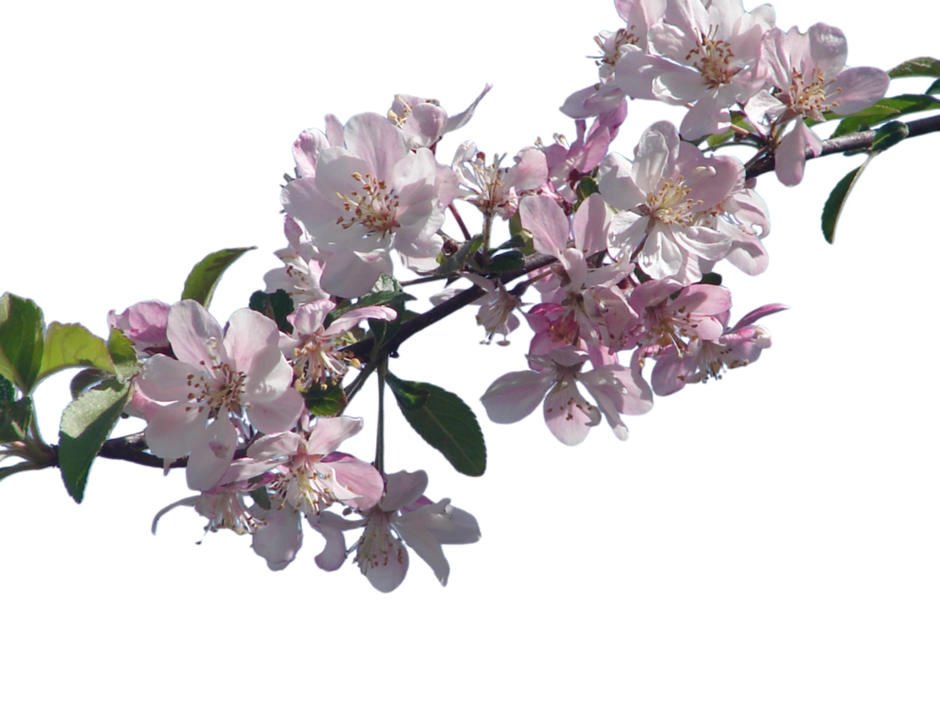 Vector de flor de cerejeira.,