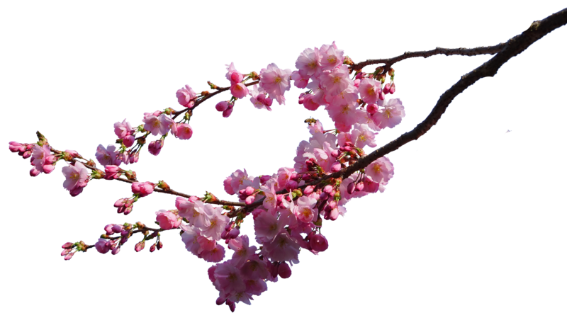 Cherry Blossom Tree Branch TE