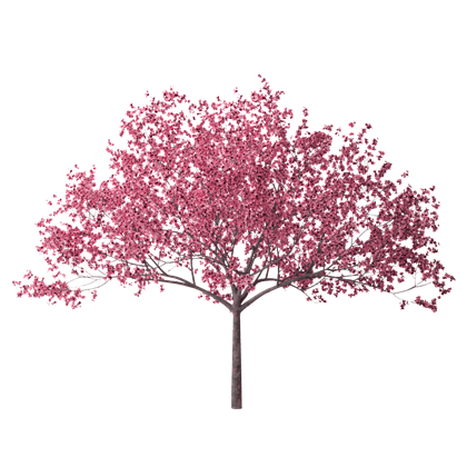 Cherry Blossom Tree 28 Hd Wallpaper.jpg - Cherry Blossom, Transparent background PNG HD thumbnail