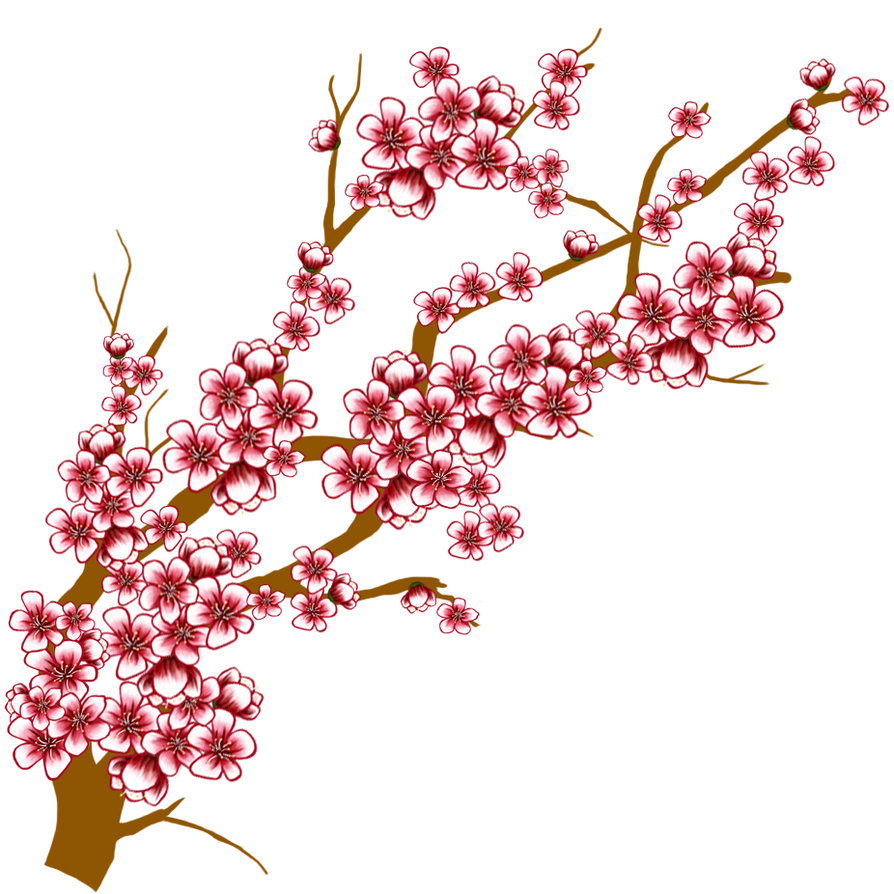 pink cherry blossoms, Branche