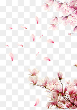 Cherry Tree Branches, Cherry Tree Branches, Cherry Blossom Festival, Cherry Blossoms Png Image - Cherry Blossom, Transparent background PNG HD thumbnail