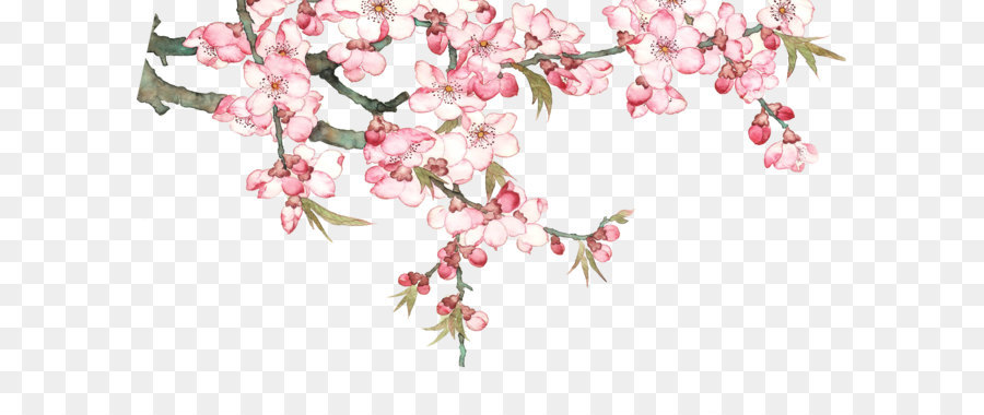 Download Pixel   Watercolor Peach Blossom Peach Tree - Cherry Blossom, Transparent background PNG HD thumbnail
