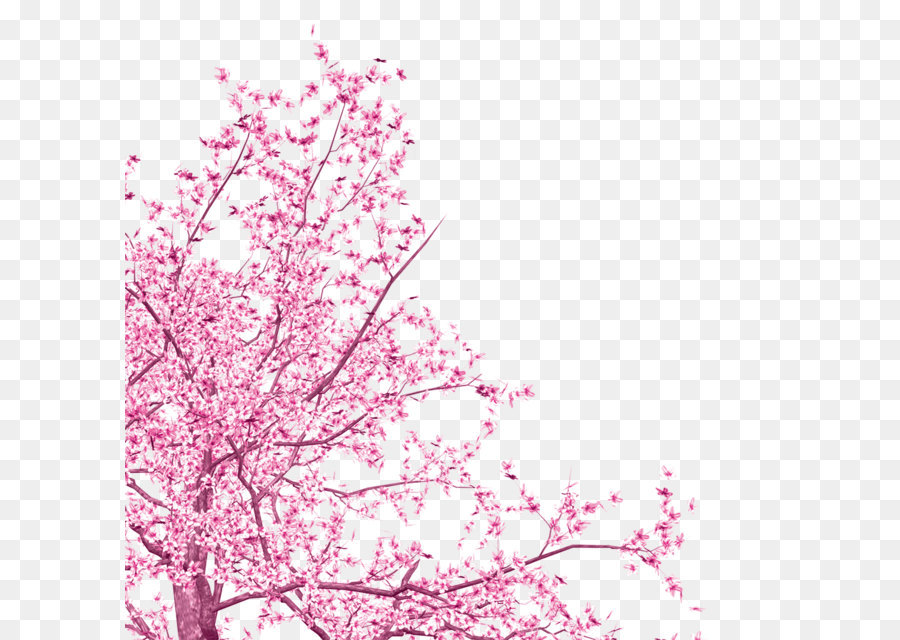 National Cherry Blossom Festival Tree   Pink Flowers - Cherry Blossom, Transparent background PNG HD thumbnail